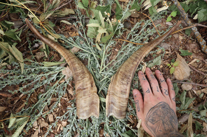 Goat Horns - Pair