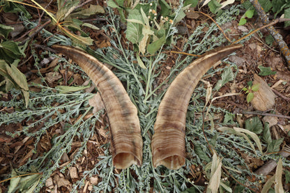 Goat Horns - Pair
