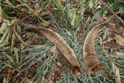 Goat Horns - Pair