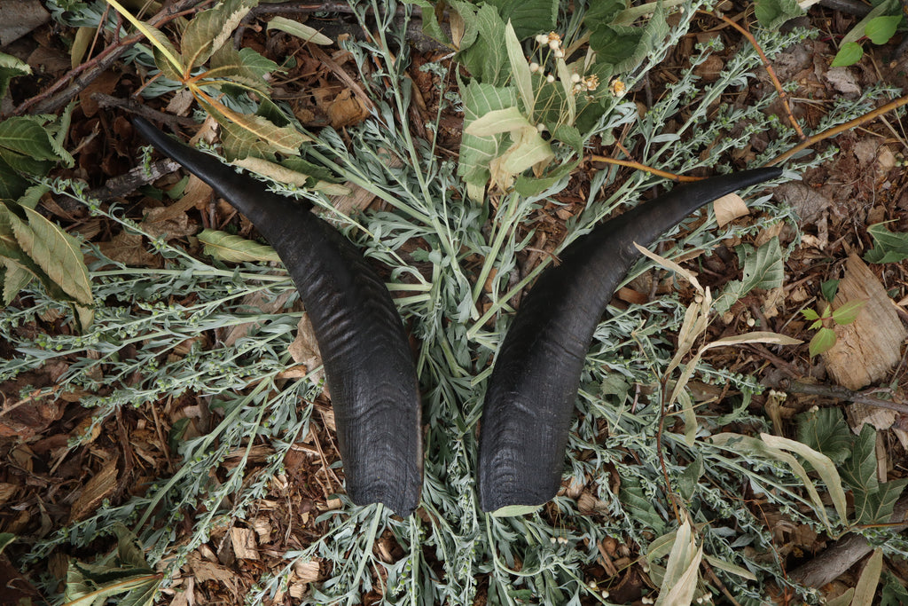 Goat Horns - Pair