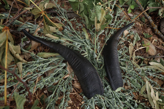Goat Horns - Pair