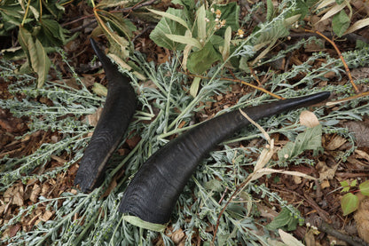Goat Horns - Pair