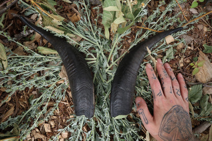 Goat Horns - Pair