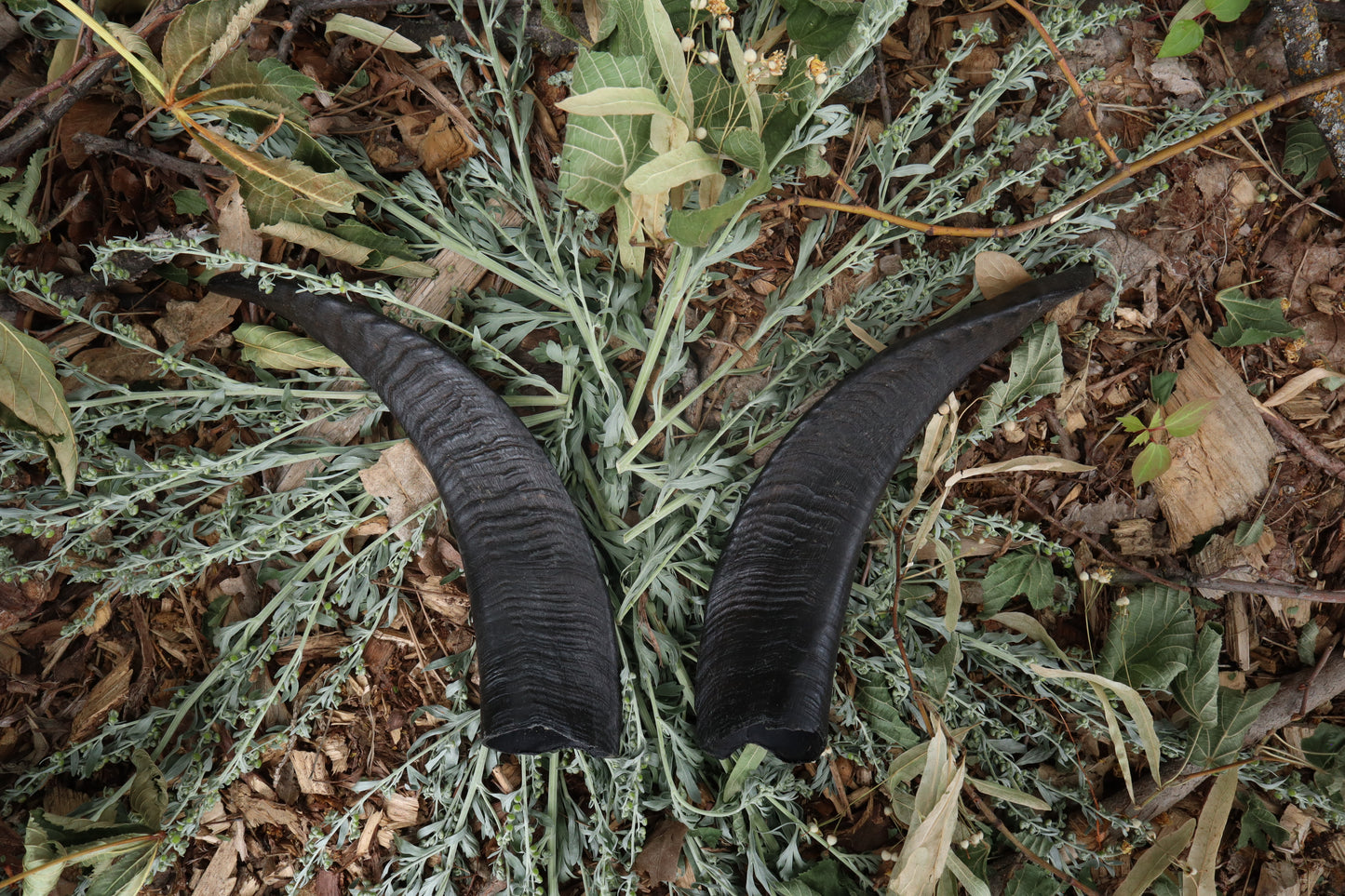Goat Horns - Pair