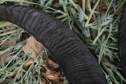 Goat Horns - Pair