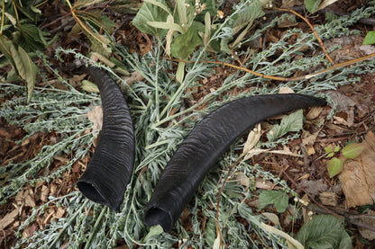 Goat Horns - Pair