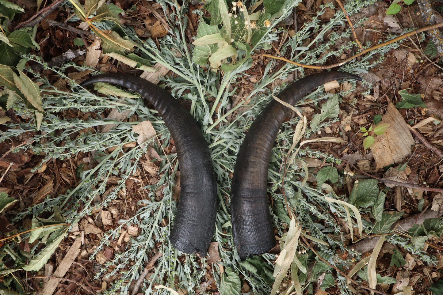 Goat Horns - Pair