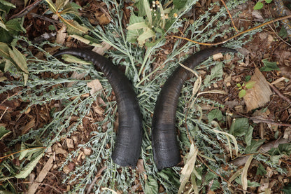 Goat Horns - Pair