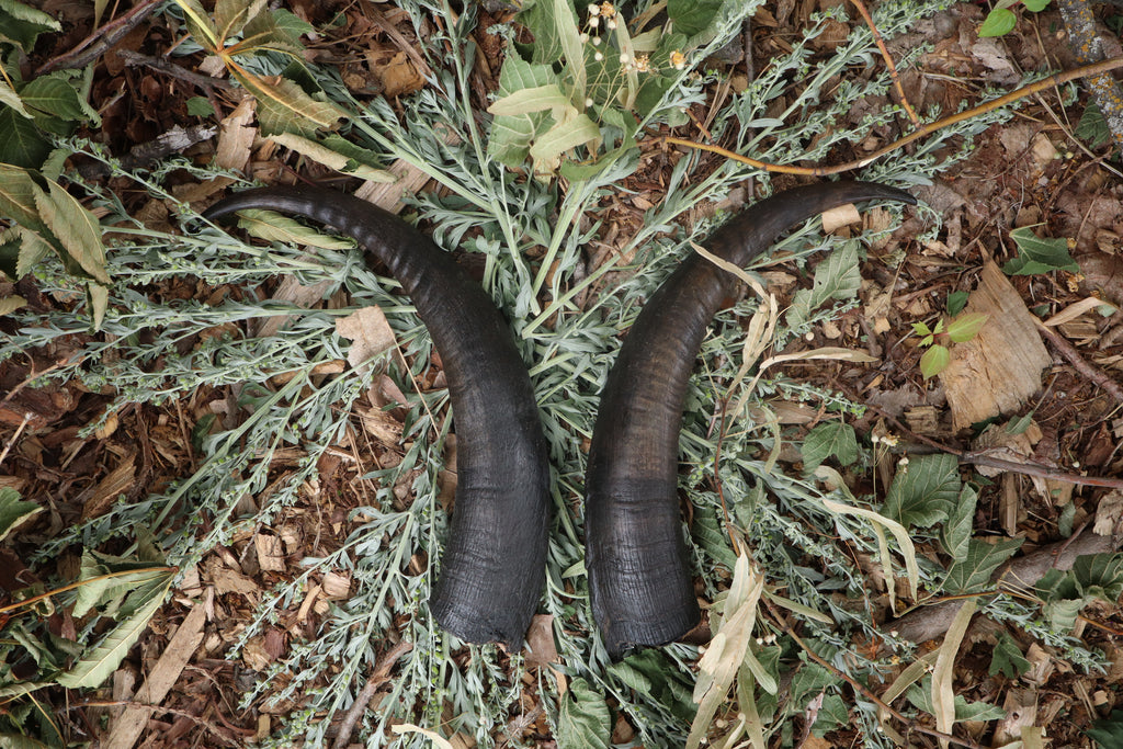 Goat Horns - Pair