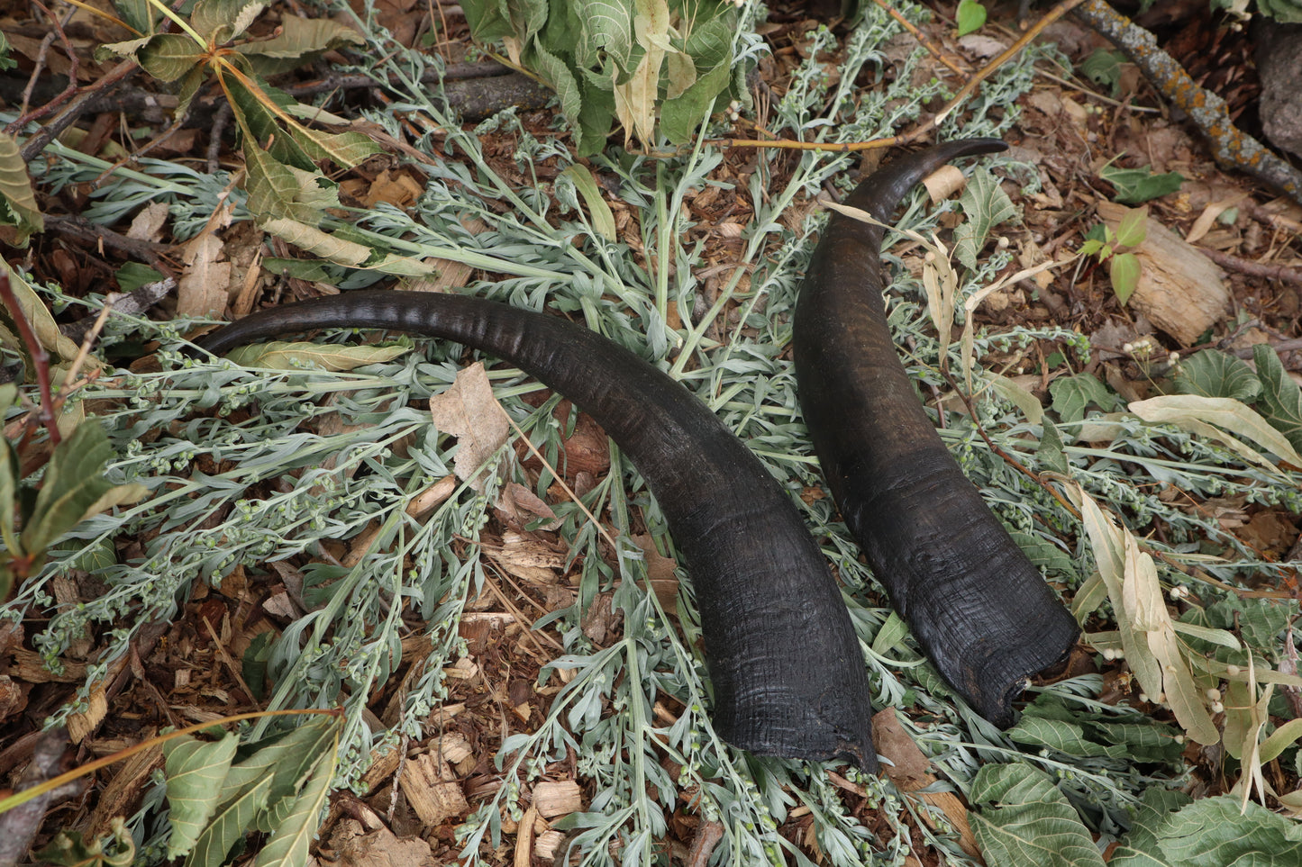 Goat Horns - Pair