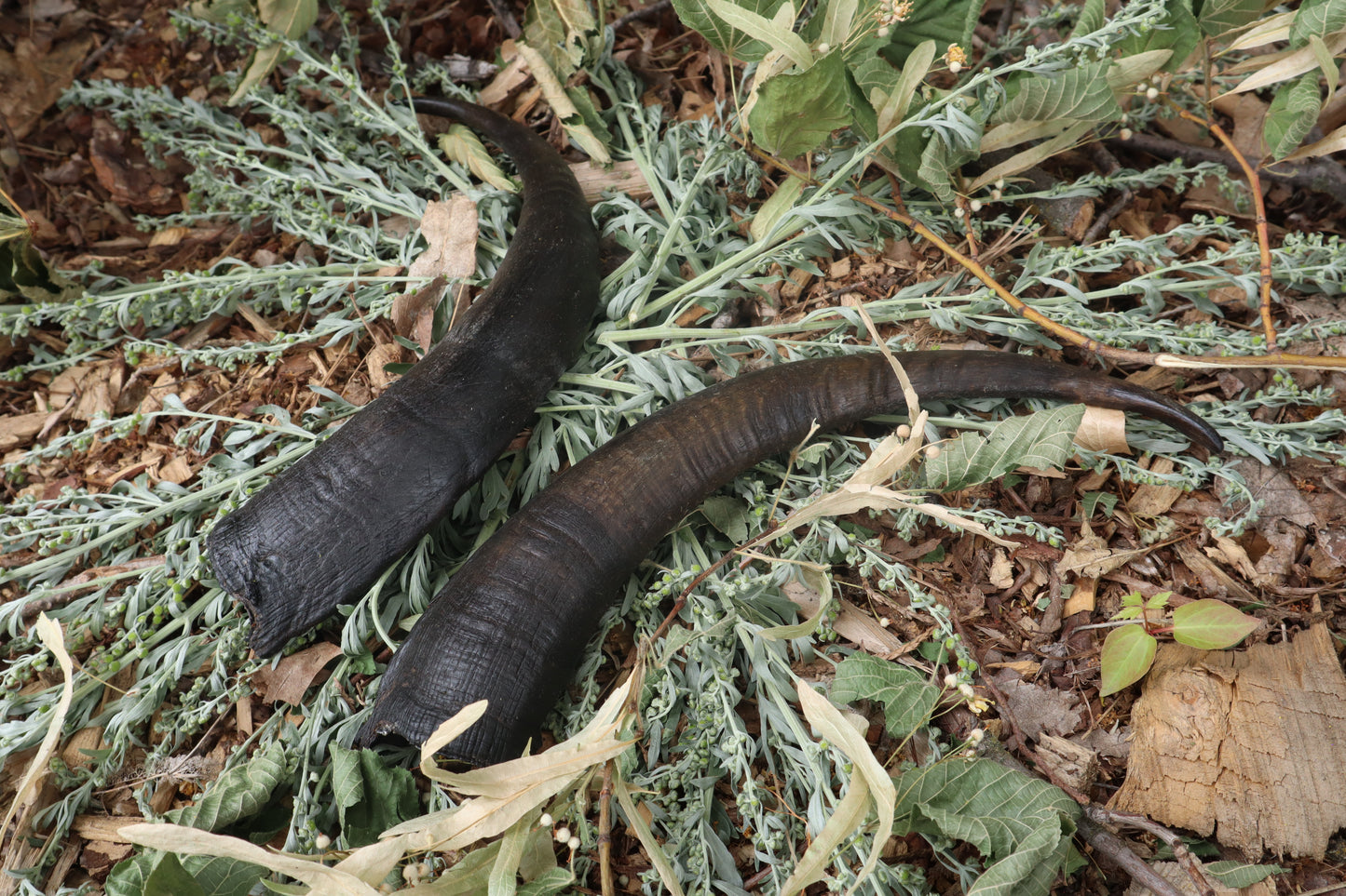 Goat Horns - Pair