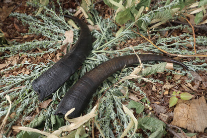 Goat Horns - Pair