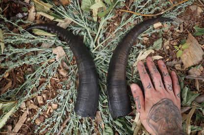 Goat Horns - Pair