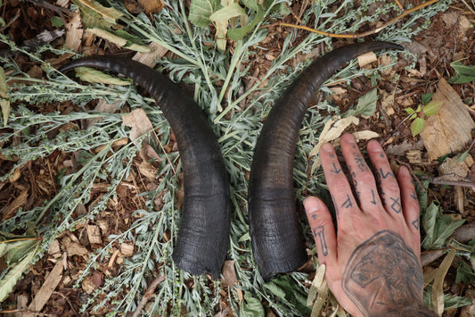 Goat Horns - Pair