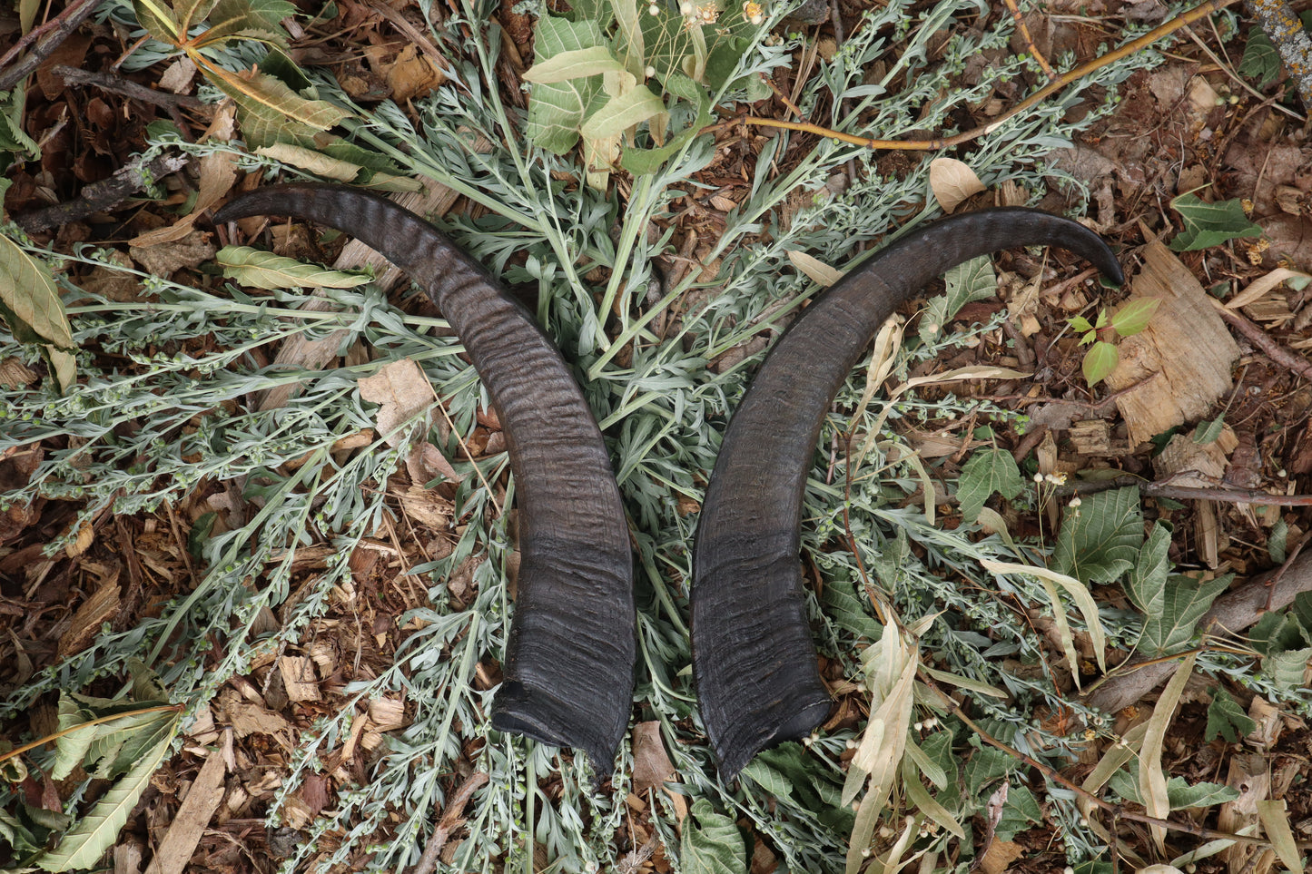Goat Horns - Pair