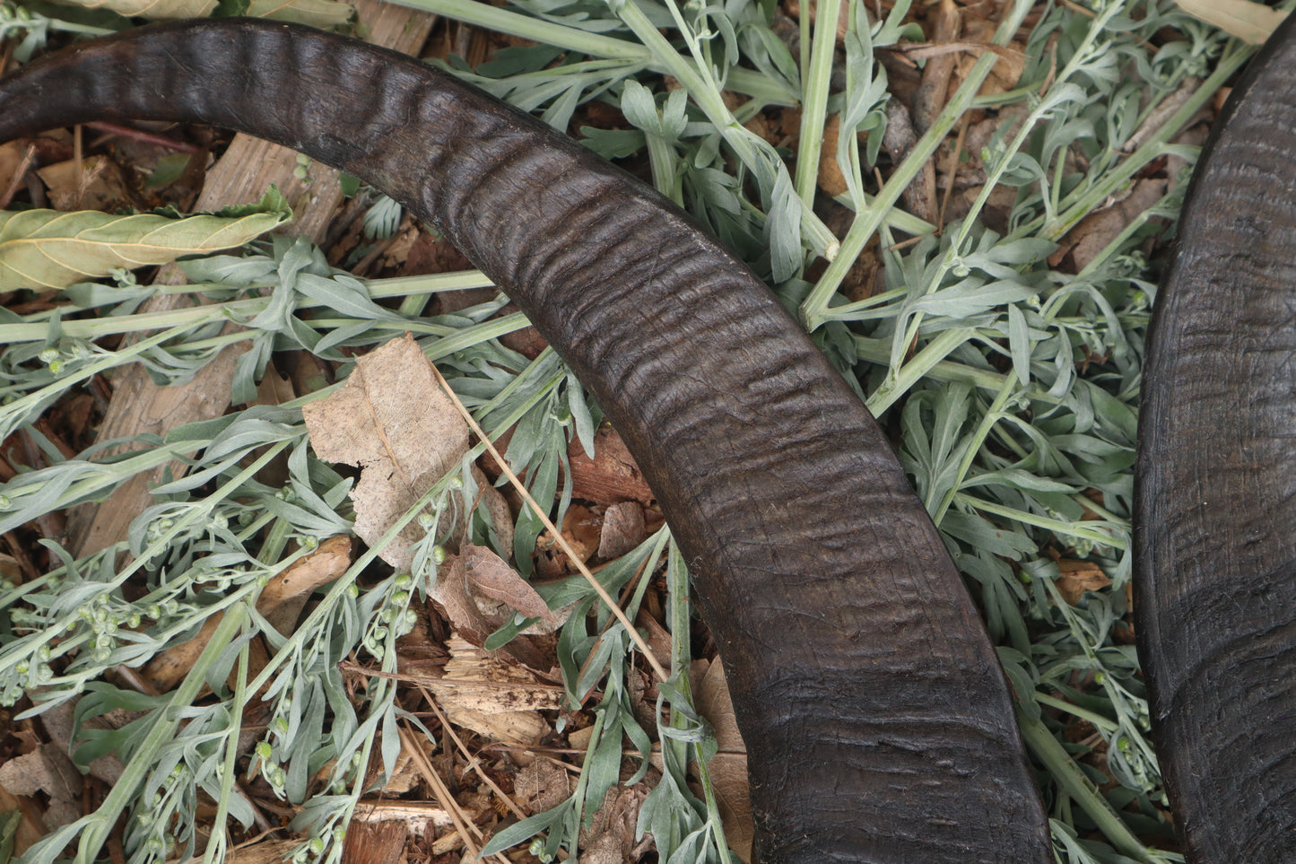 Goat Horns - Pair