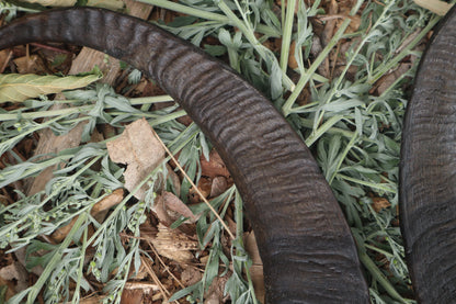 Goat Horns - Pair