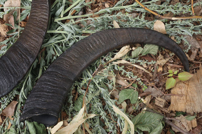 Goat Horns - Pair