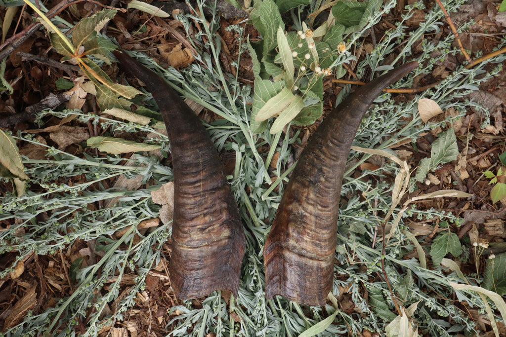 Goat Horns - Pair