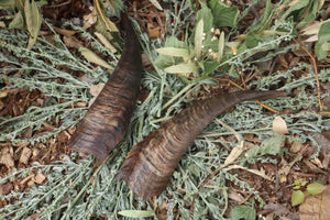 Goat Horns - Pair