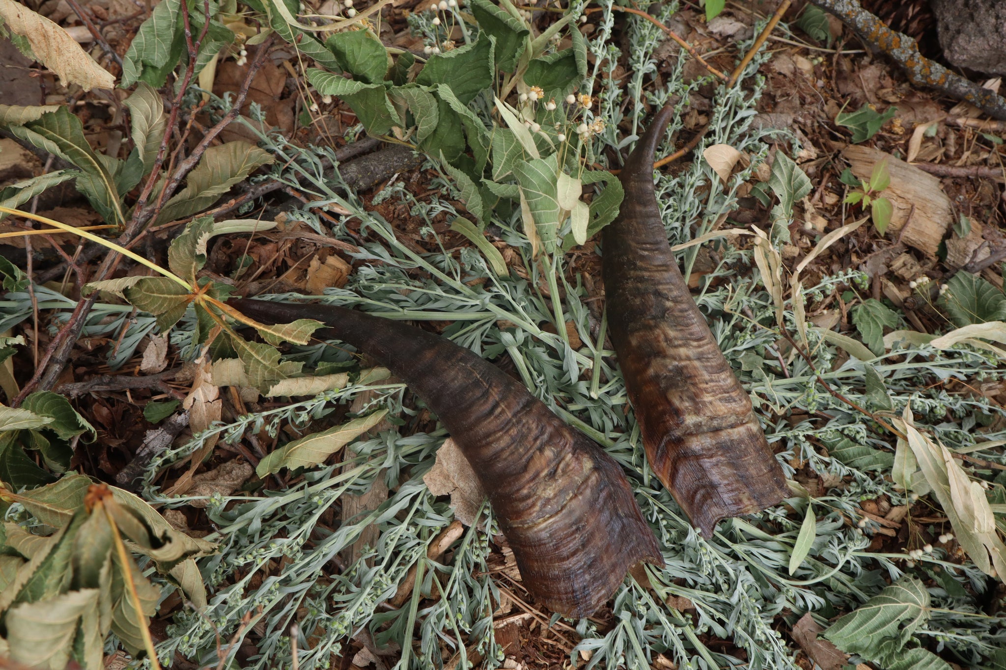 Goat Horns - Pair