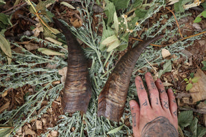 Goat Horns - Pair