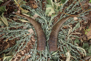 Goat Horns - Pair