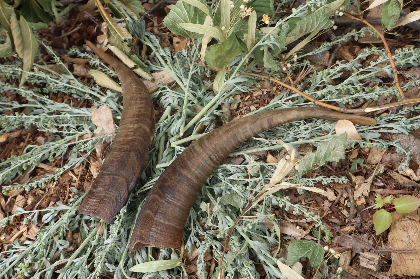 Goat Horns - Pair