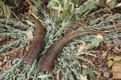 Goat Horns - Pair