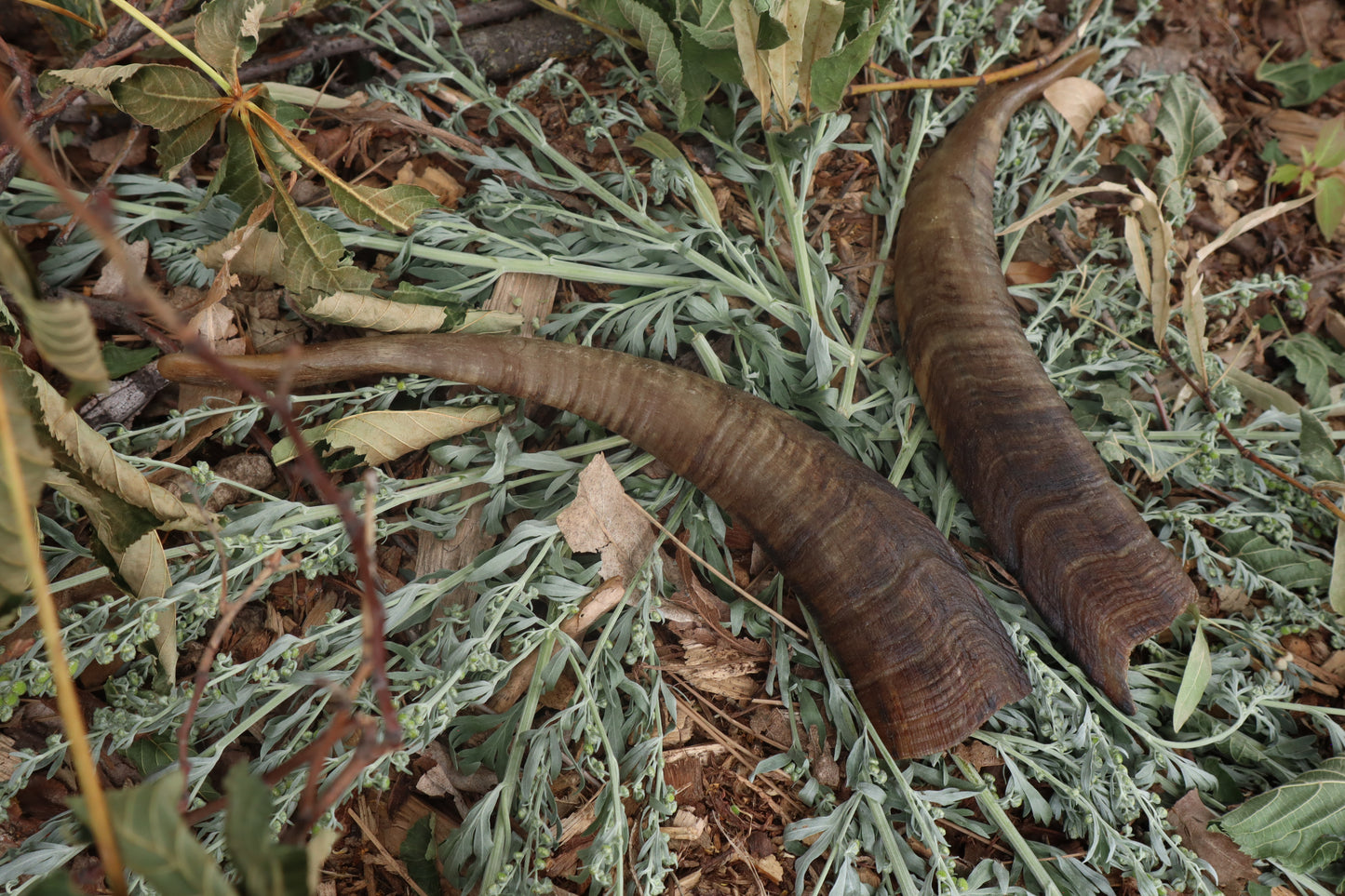 Goat Horns - Pair