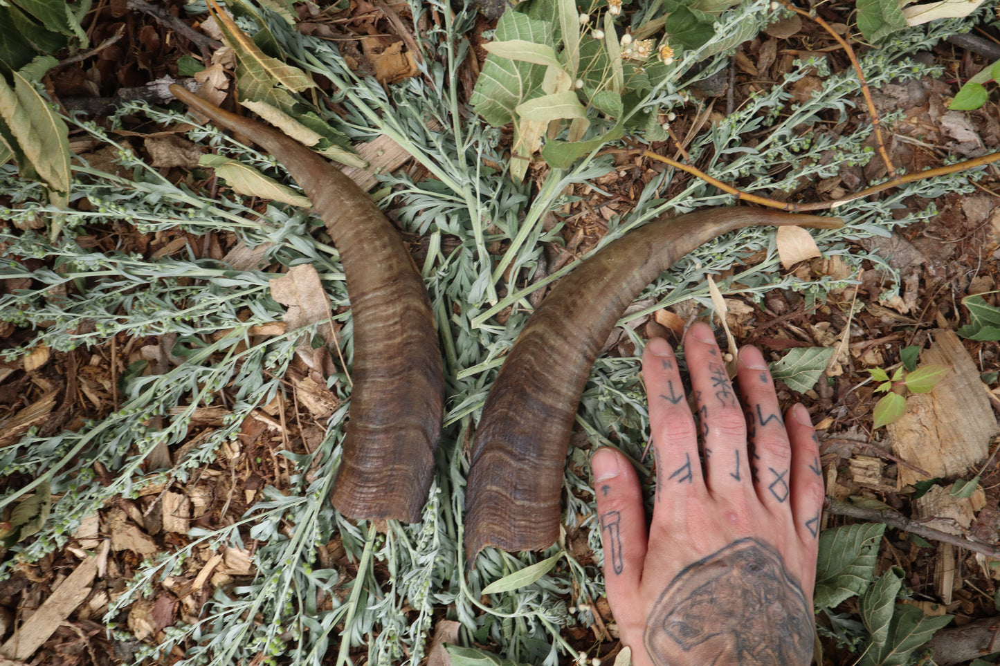 Goat Horns - Pair