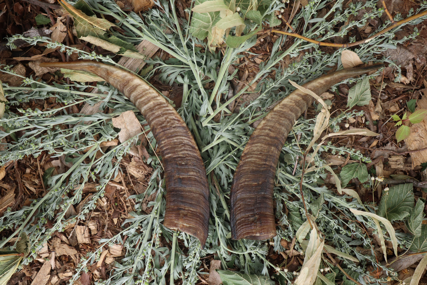 Goat Horns - Pair