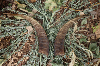 Goat Horns - Pair