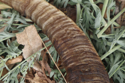 Goat Horns - Pair
