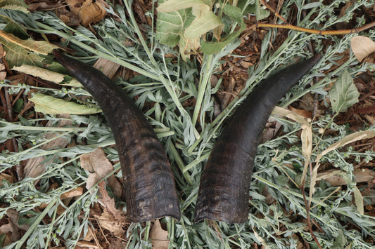 Goat Horns - Pair