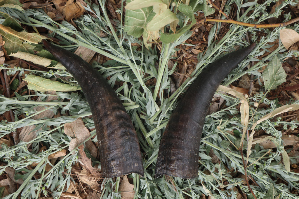 Goat Horns - Pair