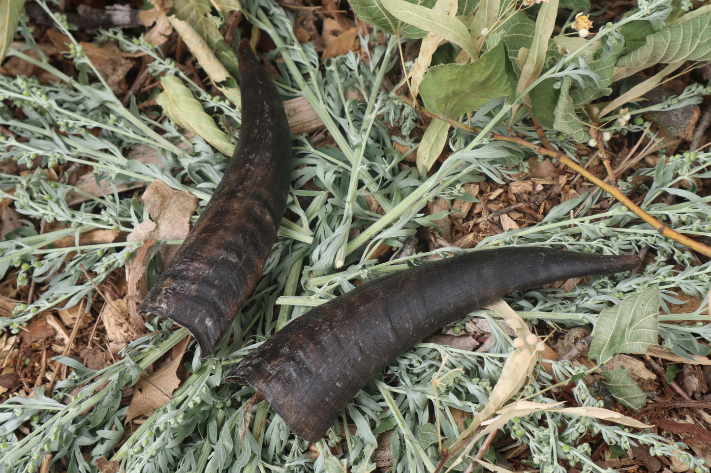 Goat Horns - Pair