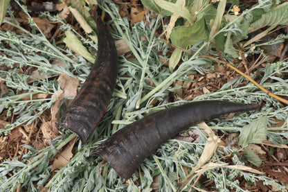 Goat Horns - Pair