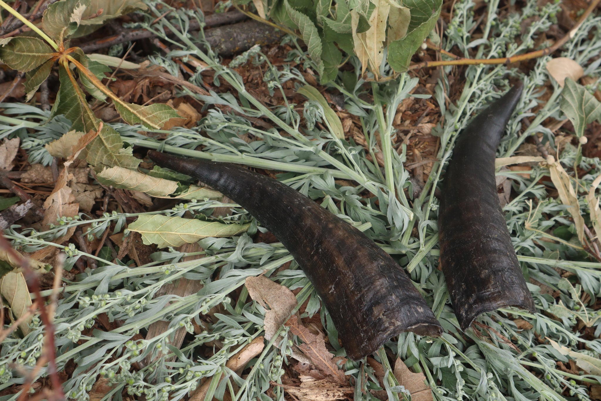 Goat Horns - Pair