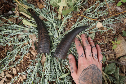 Goat Horns - Pair