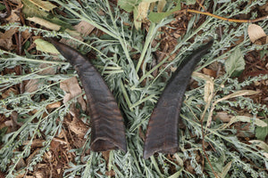 Goat Horns - Pair