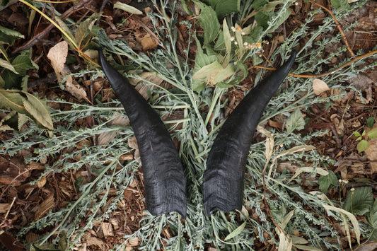 Goat Horns - Pair