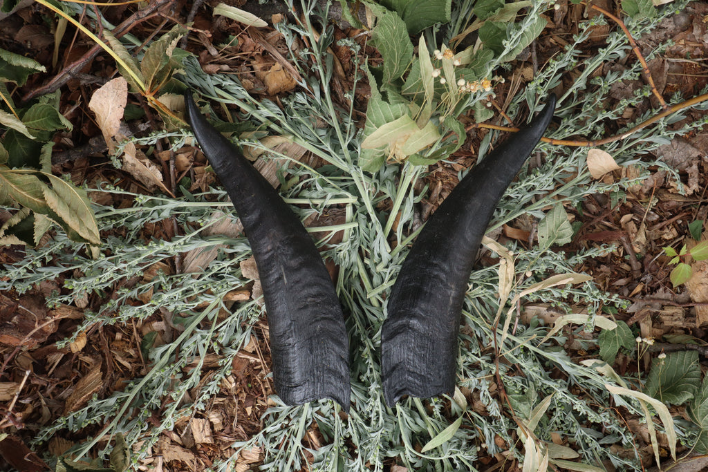 Goat Horns - Pair