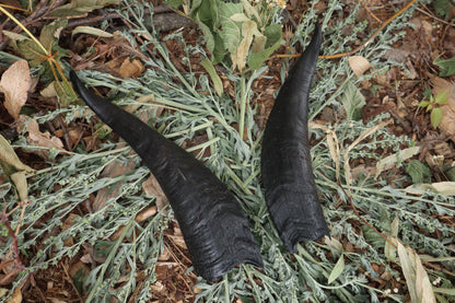 Goat Horns - Pair