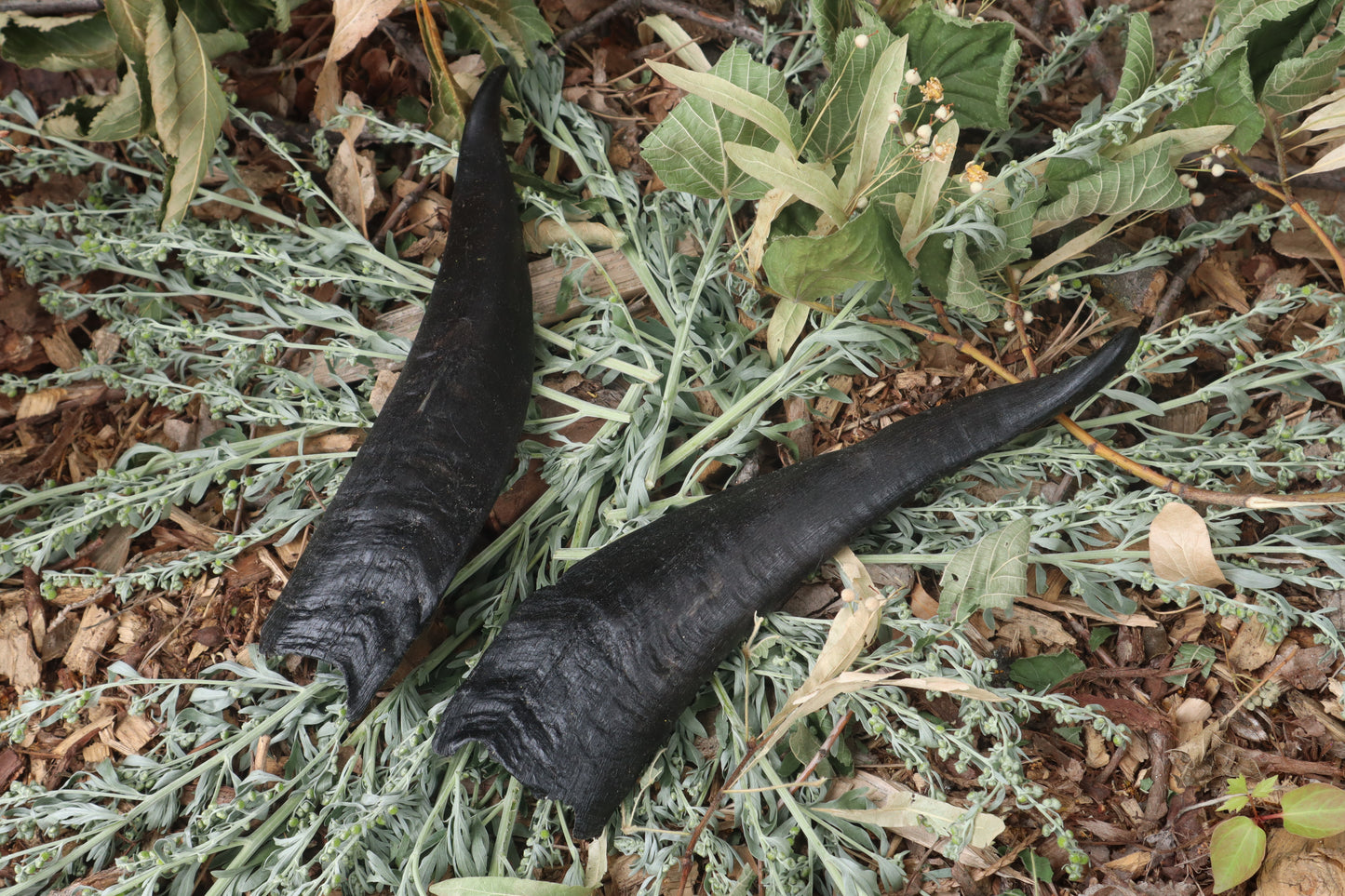 Goat Horns - Pair