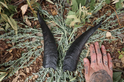 Goat Horns - Pair