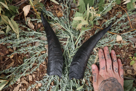 Goat Horns - Pair