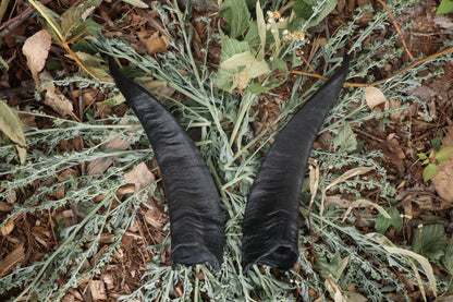Goat Horns - Pair