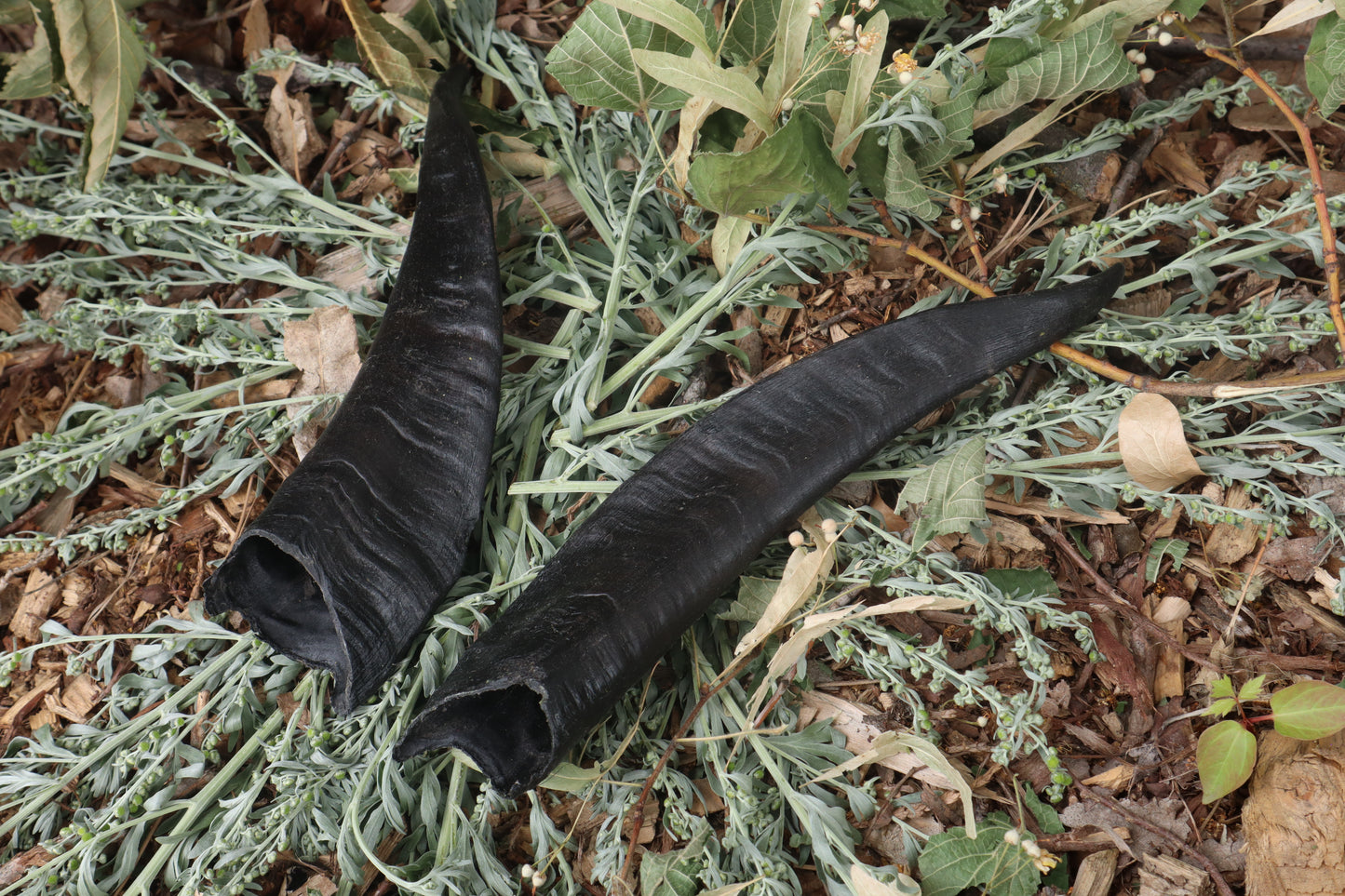 Goat Horns - Pair