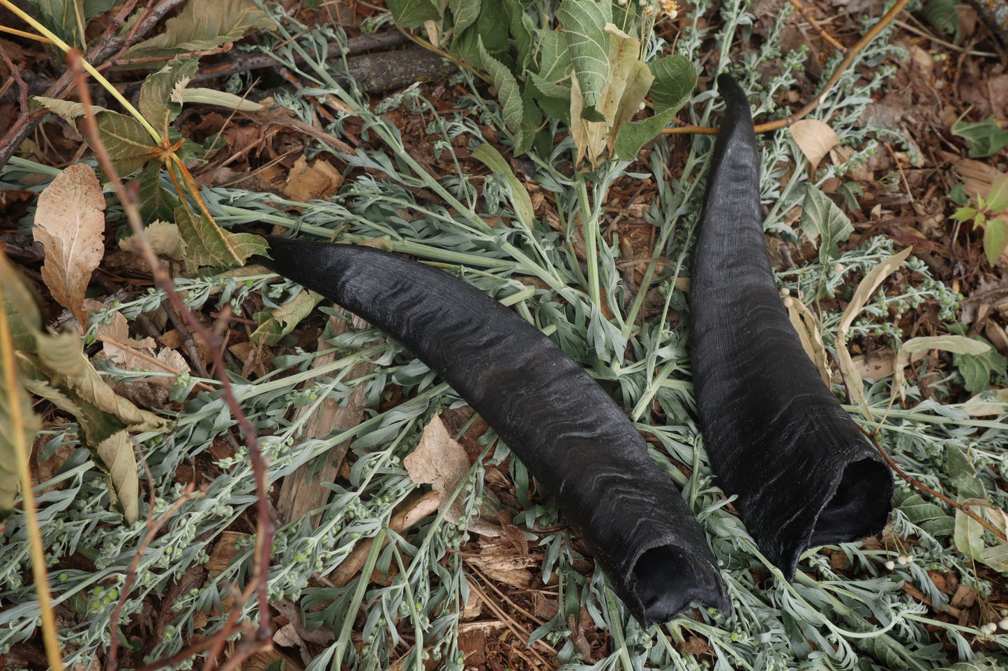 Goat Horns - Pair